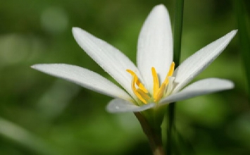 Thực hành tâm vị tha 